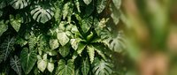 Lush tropical foliage with monstera leaves and ferns creating natural green botanical background for interior design and nature concepts.