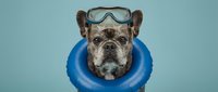 Bulldog wearing swimming goggles and blue inflatable ring, ready for summer pool or beach activities and water sports fun.