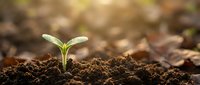 Young green seedling sprouting from rich dark soil with warm sunlight creating bokeh background. New life emerging from earth represents growth and renewal.