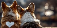 Two Welsh Corgi dogs with heart-shaped fur pattern sitting side by side, viewed from behind against blurred natural background.