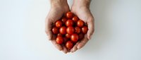 Male hands holding fresh red cherry tomatoes in cupped palms against white background. Organic farming harvest concept for healthy eating and cooking.