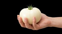 Hand holding a white tomato isolated on transparent background, ready for stickers, print on demand, T-shirt design, clipart, and sublimation use.