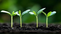 Young green seedlings growing in rich soil against dark background, showing stages of plant growth and development in agriculture and gardening concept.