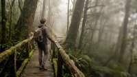 Hiker with backpack walking on wooden boardwalk through misty forest with moss-covered railings and towering trees, suitable for travel and outdoor adventure content.