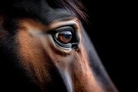 Close up macro shot of dark bay horse eye with deep amber color and reflection showing intelligence and gentle nature against black background.