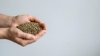 Male hand holding handful of lentils or legume seeds against white background, suitable for agriculture, food production, nutrition and farming industry marketing materials.