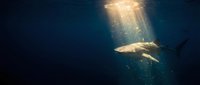 Shark swimming in deep ocean waters with dramatic sunlight rays penetrating from surface creating mystical underwater atmosphere for marine wildlife content.