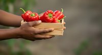 Person with dark skin tone holding wooden crate filled with fresh red bell peppers. Farmer or produce vendor displaying harvest. Suitable for agriculture, farming, organic food, and healthy eating content.