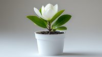 Single white magnolia flower blooming in minimalist white pot against neutral background, fresh green leaves and dark soil create natural contrast.