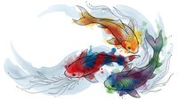 Colorful koi fish swimming in circular motion with flowing water splashes on white background. Asian-inspired aquatic design for decorative projects.