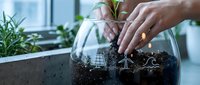 Hands planting seedling in glass terrarium with soil and roots visible, indoor gardening and plant propagation for home decoration and botanical education.