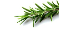 Fresh rosemary sprig with vibrant green needle-like leaves isolated on white background for culinary, cooking, and herb design projects.