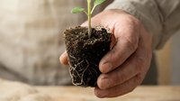Hands gently protecting young green plant seedling growing in rich dark soil, symbolizing growth, care, environmental protection and new life beginning.