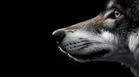 Wolf head profile portrait on black background showing detailed fur texture and piercing eyes for wildlife photography and nature design projects.