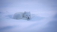 Arctic fox with white winter coat resting in snow den during polar winter season. Wildlife photography showcasing cold weather adaptation and survival.