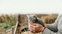 Tabby kitten held in hands of person wearing gray sweater outdoors in rural farm setting with blurred field background.