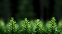 Young green pine tree seedlings growing in row against dark forest background, shallow depth of field nature photography for environmental themes.