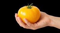 Fresh yellow tomato held in hand, isolated on transparent background. Ready for clipart, t-shirt design, print-on-demand products, stickers, and sublimation projects.