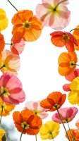 Colorful poppy flowers in orange, pink and yellow blooms against white background. Spring garden botanical frame for greeting cards and floral designs.