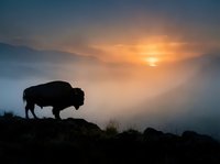 American bison silhouette grazing on rocky terrain at sunrise with golden sky and misty mountains in background. Wildlife photography.