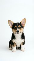 Adorable tricolor Corgi puppy sitting on white background, alert expression with perked ears, black tan and white coat, studio portrait for pet designs.