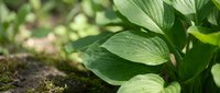 Young green hosta plants emerging from soil in spring garden with fresh leaves unfurling in natural sunlight for landscaping and gardening projects.