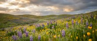 Rolling hills covered in vibrant wildflowers under dramatic cloudy sky. Spring meadow landscape with purple and yellow blooms for nature backgrounds.