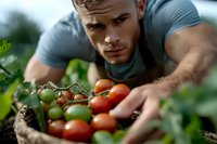 Young Caucasian male farmer in grey t-shirt carefully harvesting fresh organic cherry tomatoes from garden vine during summer growing season.