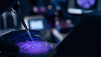 Laboratory scientist conducting research with purple chemical solution in petri dish using precision pipette in modern scientific facility.