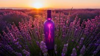 Purple glass bottle nestled among blooming lavender flowers at golden hour sunset creating romantic aromatherapy and natural wellness atmosphere.