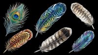 Six colorful bird feathers set isolated on transparent background, including peacock feather, ready for t-shirt design, stickers, clipart, and print on demand use.