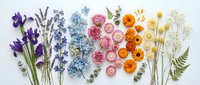 Colorful dried flowers arranged in rainbow gradient from purple lavender to orange marigolds on white background for botanical crafts and floral design projects.