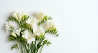 White freesia flowers bouquet on clean background for wedding decoration, greeting cards, floral arrangements and spring celebration designs.