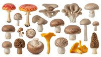 Collection of various edible mushroom species including chanterelles, shiitake, oyster mushrooms and fly agaric isolated on white background for culinary design.