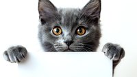 Curious gray cat peeking over white banner with paws, bright amber eyes looking directly at camera against clean white background. Playful feline portrait.