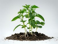 Young green plant seedling growing in soil heap showing roots and leaves against light background. For gardening, agriculture and growth concepts.