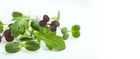 Microgreens and sprouts mix with dark purple radish shoots and fresh green leaves isolated on white background, ready for culinary design use.