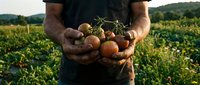Farmer holding fresh ripe tomatoes in cupped hands at organic farm during golden hour harvest time in rural countryside with green fields in background.