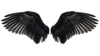 Black angel wings spread wide on white background isolated for fantasy design projects and creative artwork applications.