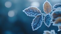 Delicate frost crystals form on brown autumn leaves against blurred teal background, creating magical winter nature macro photography with bokeh light effects.
