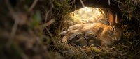 Adorable baby rabbits sleeping peacefully in cozy nest among twigs and moss in warm golden sunlight filtering through natural forest setting.