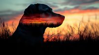 Silhouette of dog head against dramatic sunset sky with tall grass in foreground, creating mysterious and atmospheric nature scene with orange and purple clouds.