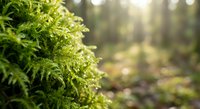Fresh green moss growing on tree bark in natural forest environment with soft bokeh background lighting for organic nature designs.