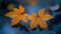 Vibrant orange maple leaves covered in morning dew drops against blurred dark blue background create atmospheric autumn mood with bokeh light effects.