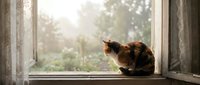 Calico cat sitting on wooden windowsill looking outside through vintage window frame with soft natural light and blurred garden background.