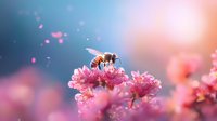 Honey bee collecting nectar from pink cherry blossom flowers in spring garden. Dreamy bokeh background with soft morning sunlight creates magical atmosphere.