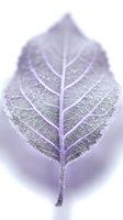 Frosted leaf with delicate veins and crystalline ice coating, isolated on soft blurred background for design and nature projects.