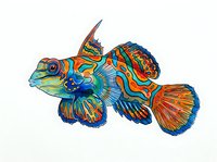 Colorful mandarin fish with vibrant orange, blue, and green stripes isolated on white background, suitable for marine design projects and educational materials.