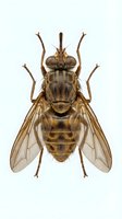 Detailed brown fly specimen isolated on white background, displaying wings, legs, and segmented body for scientific, educational, and design use.