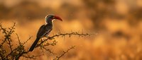 African hornbill perched on thorny acacia branch during golden hour sunset in savanna wilderness with warm bokeh background for wildlife photography.